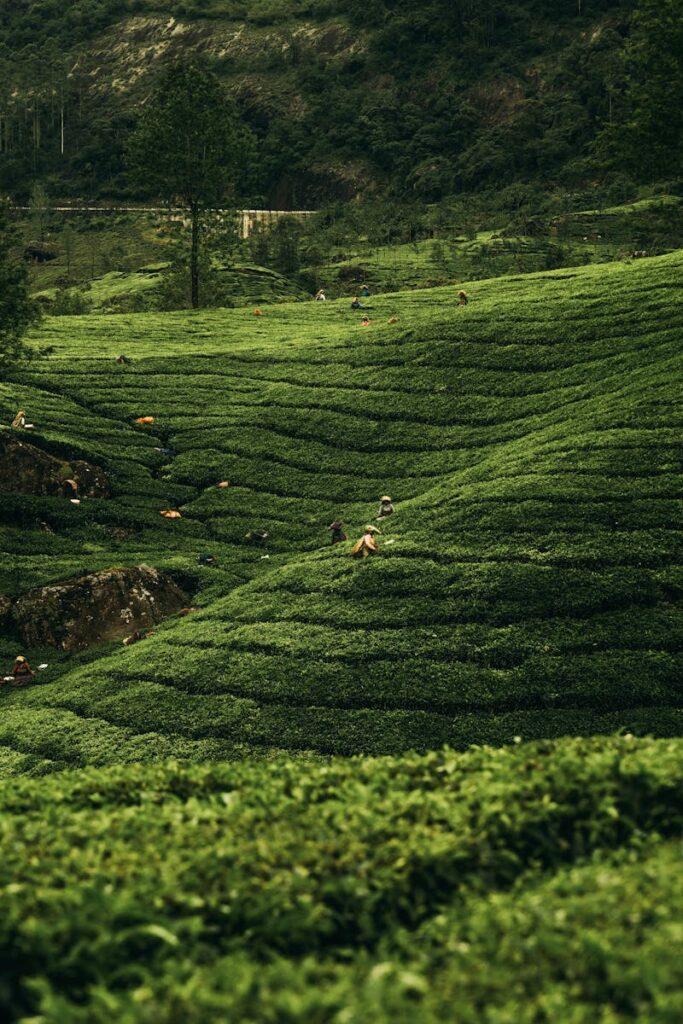Scenic view of tea plantations with workers in Kerala, India capturing the essence of rural life.